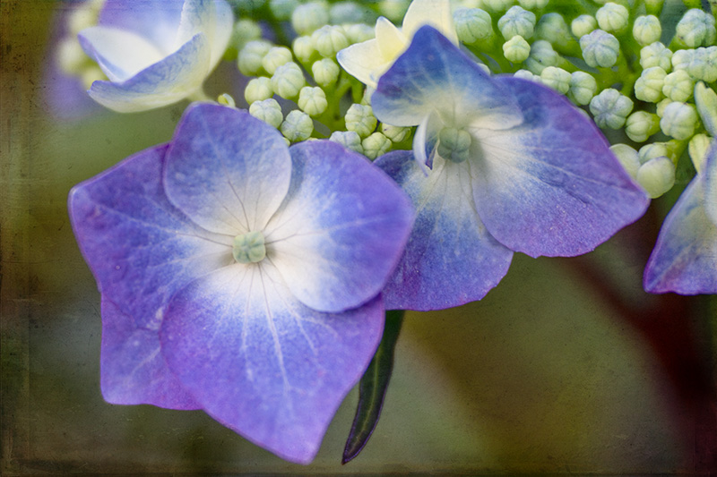 Hydrangea