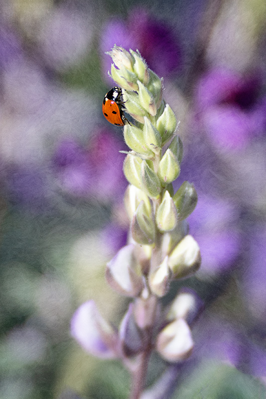 LadyBug