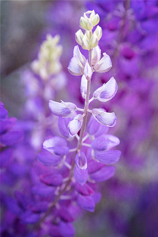 Lupine