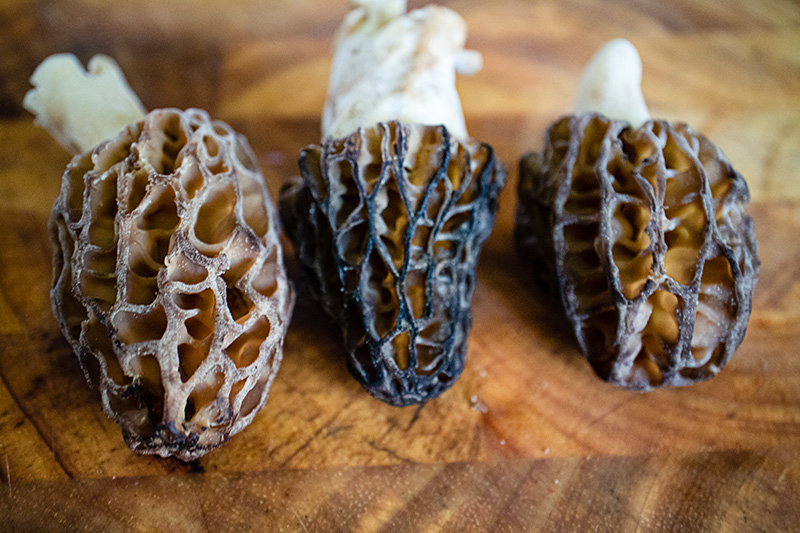 Morels