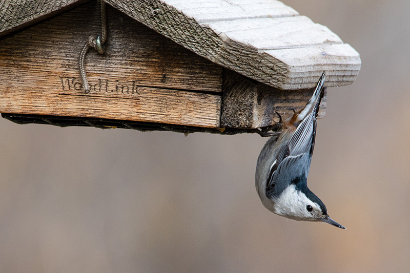 Nuthatch