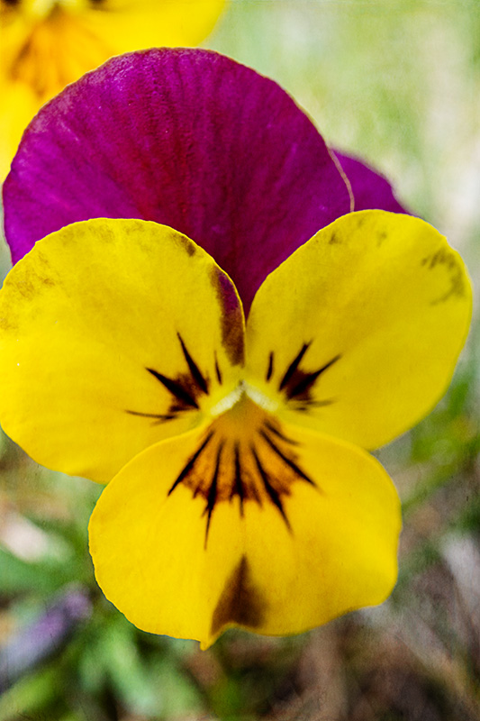 Pansy