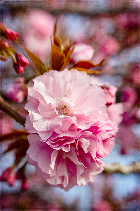 PinkBlossoms