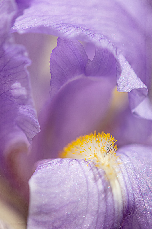 PurpleIris