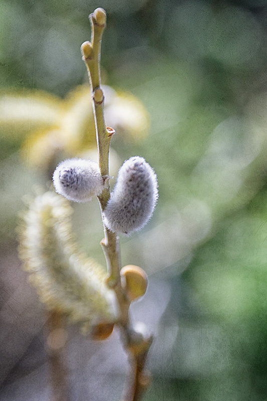 PussyWillow