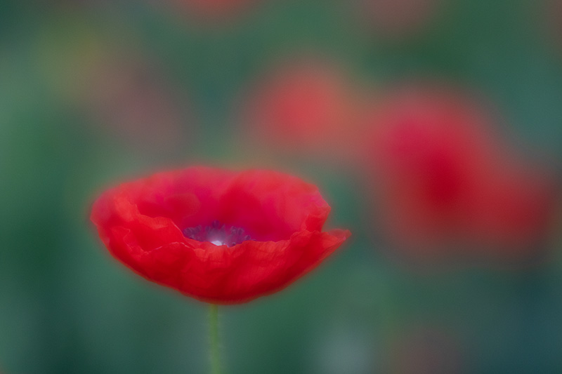RedPoppy1