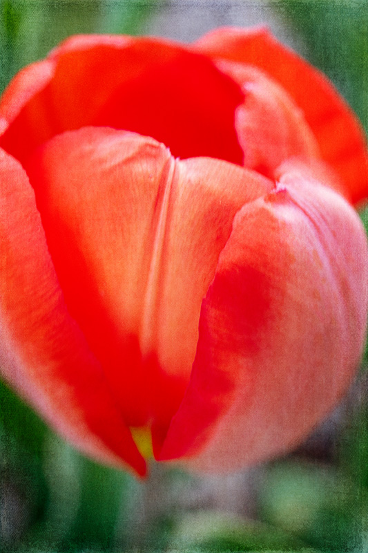 RedTulip