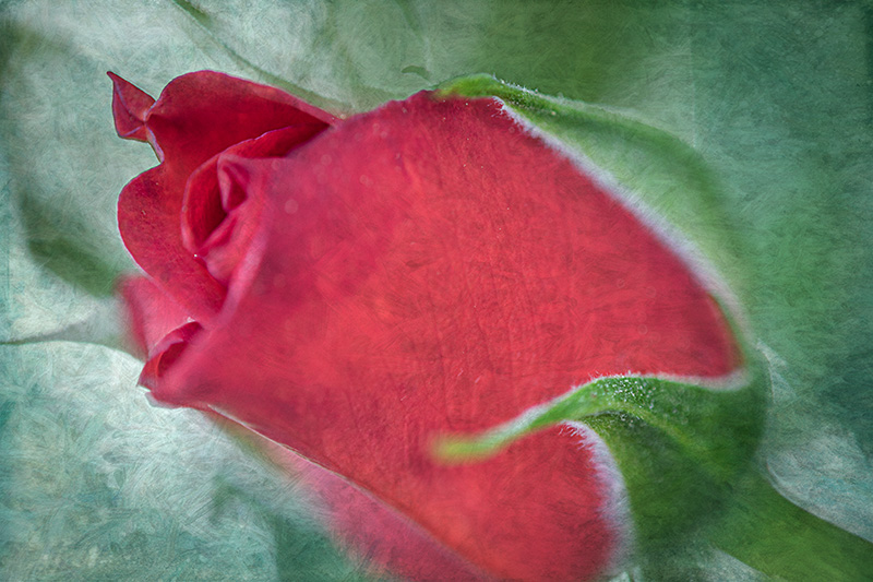Rosebud