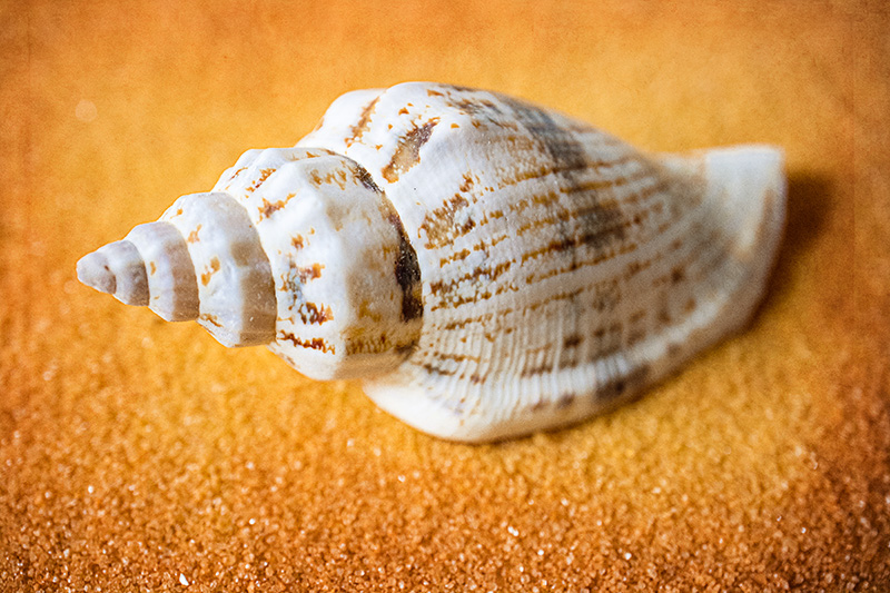 Seashell