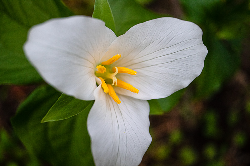 Trillium