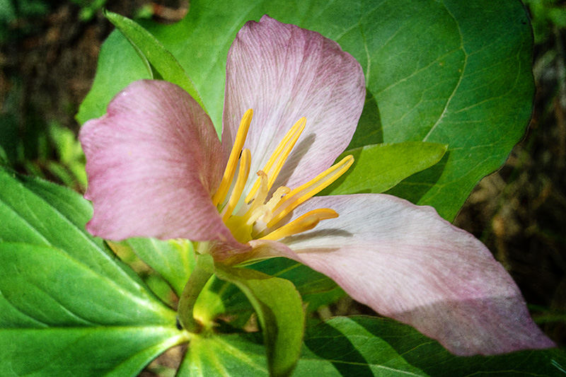 Trillium2