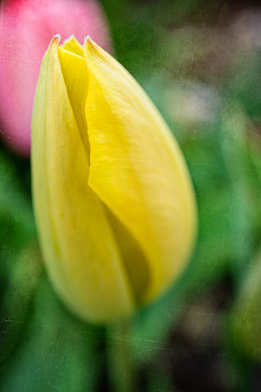 YellowTulip