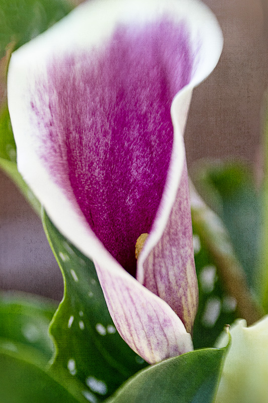 Calla-Lily