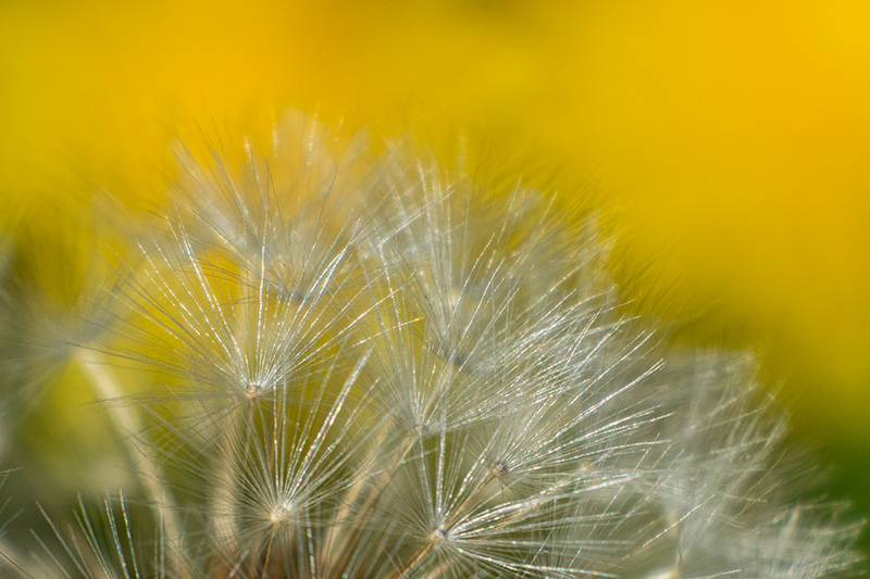 Dandelion