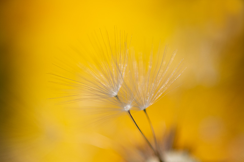 DandelionSeeds