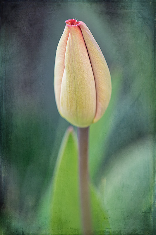 First-Tulip