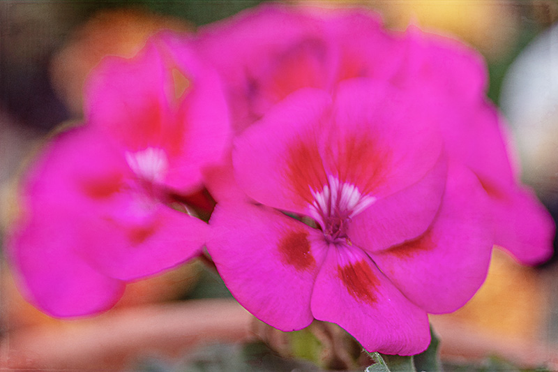 Geranium