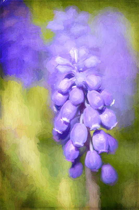 Grape-Hyacinth