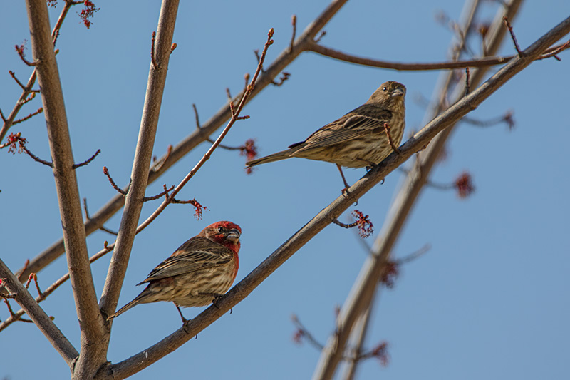 HouseFinches