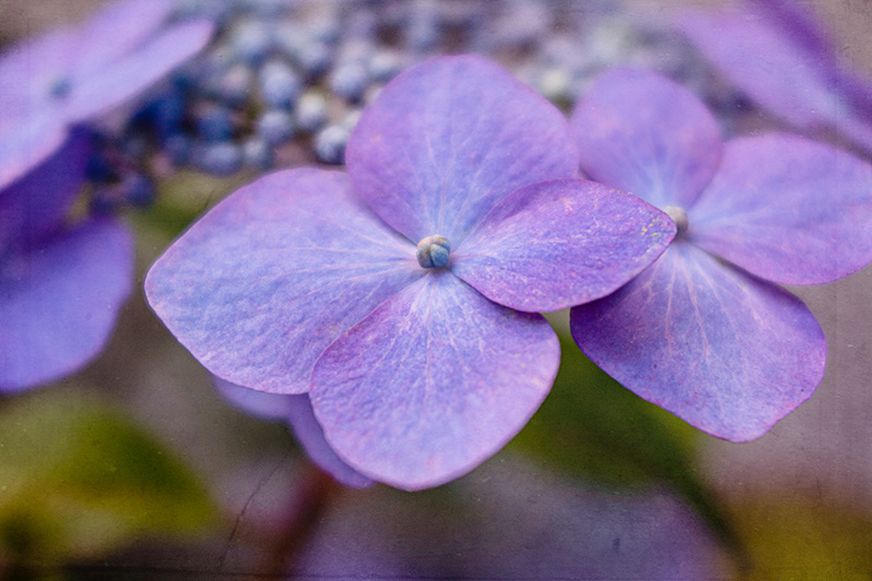 Hydrangea