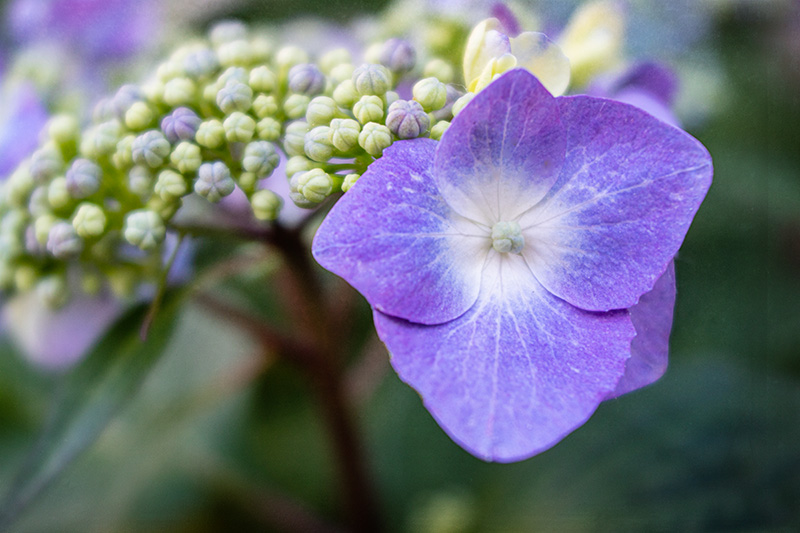 Hydrangea2
