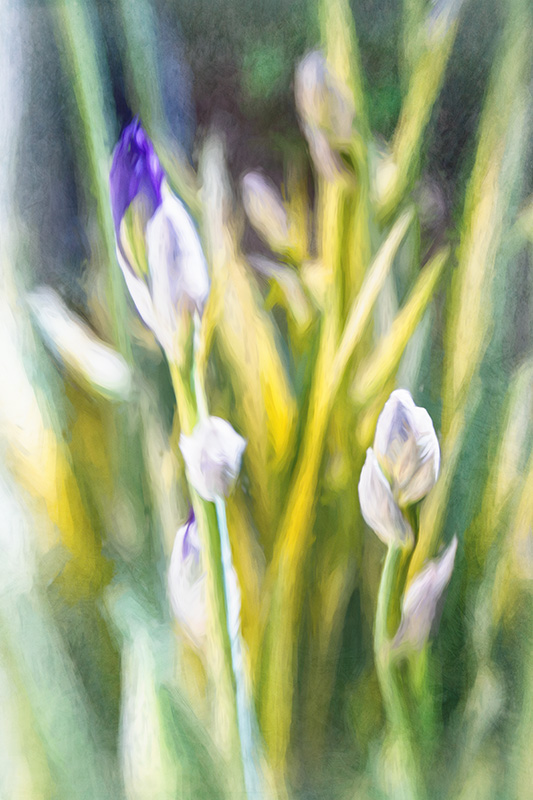 Iris