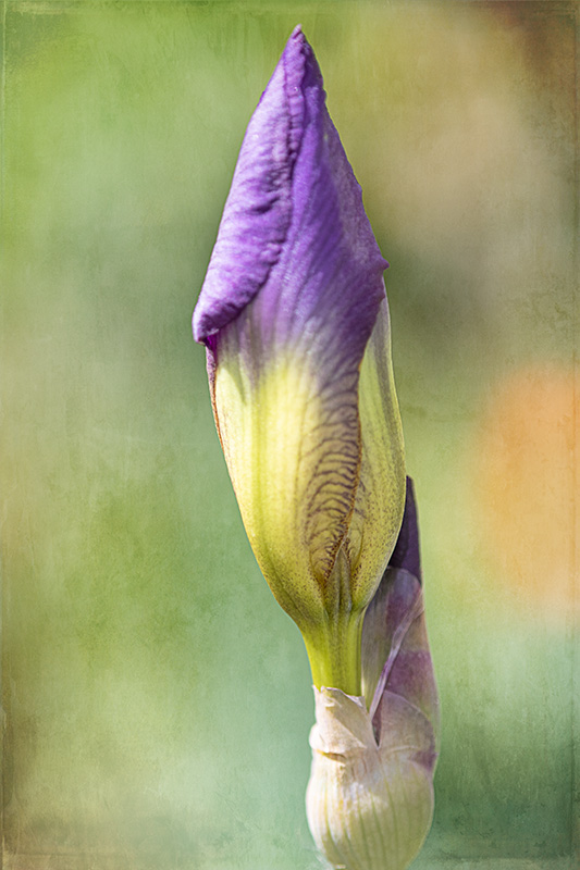 IrisBlossom