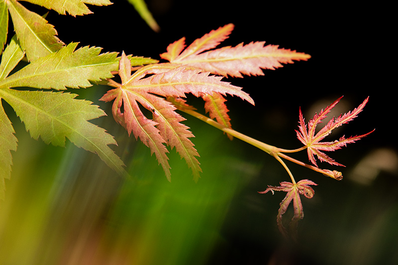JapaneseMaple