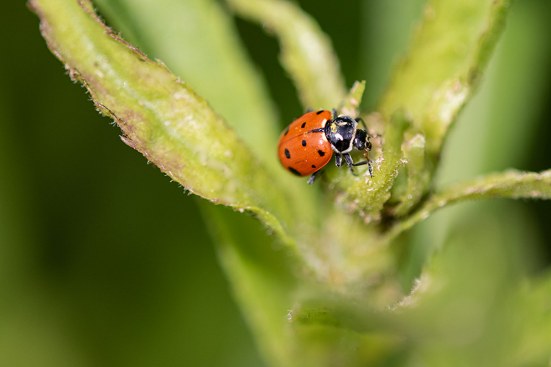 Ladybug2