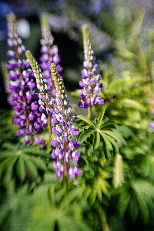 Lupine