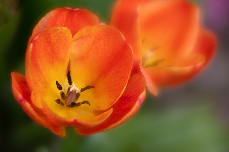 Orange_Tulip