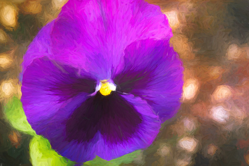 Pansy