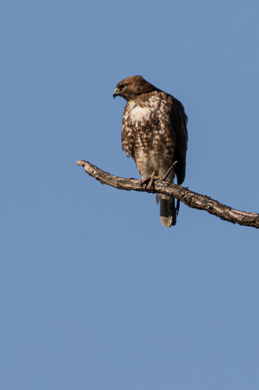 Red-tailed-Hawk