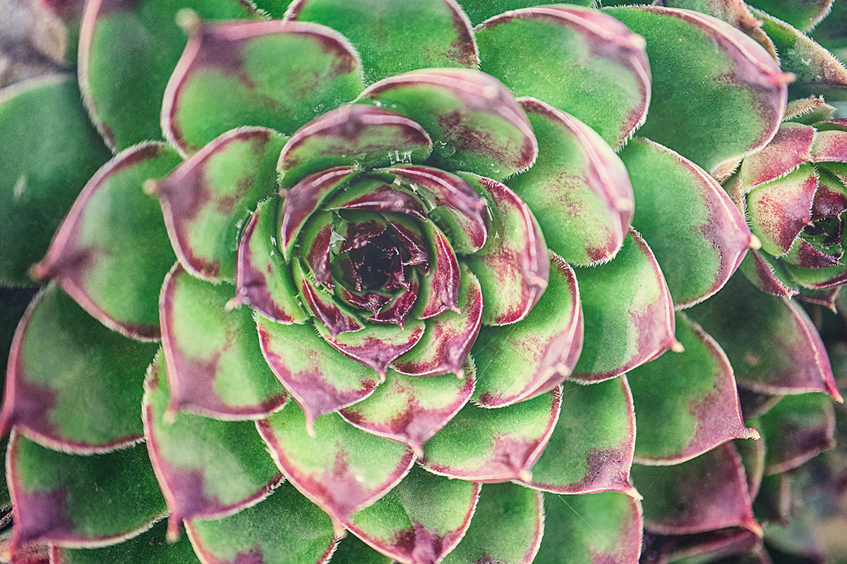 Succulent2