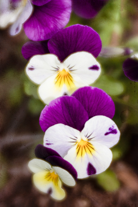 Violets