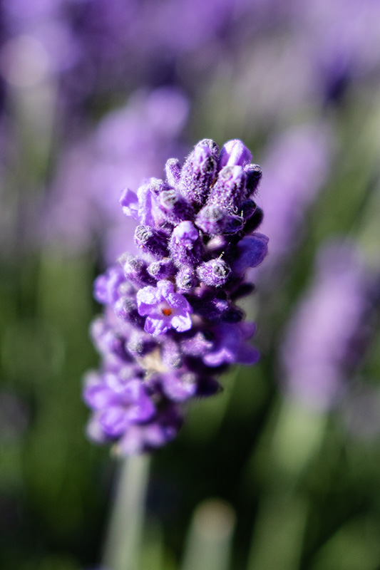 lavender