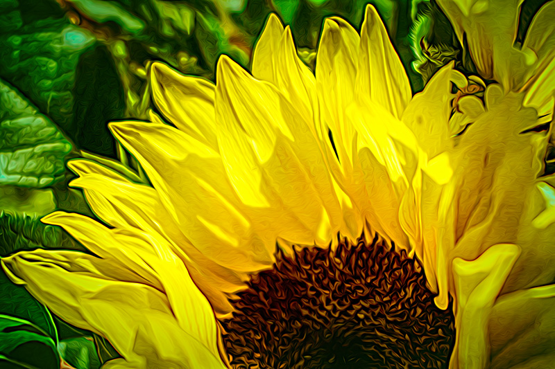 sunflower2