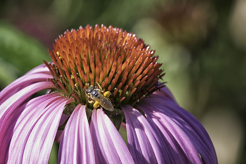Bee_onconeflower