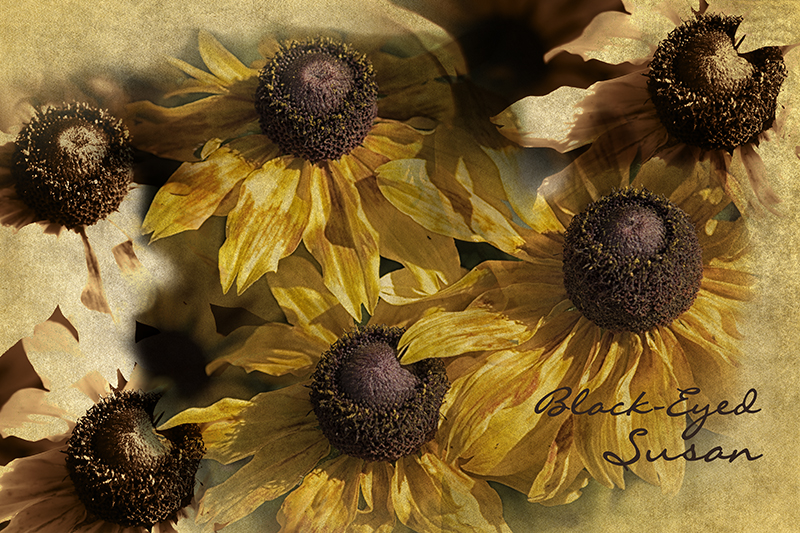 BlackeyedSusan