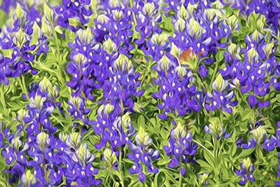 Bluebonnets3_TI