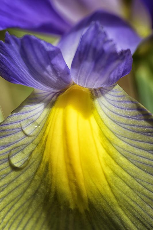 Dutch_Iris