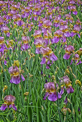 Iris_Garden