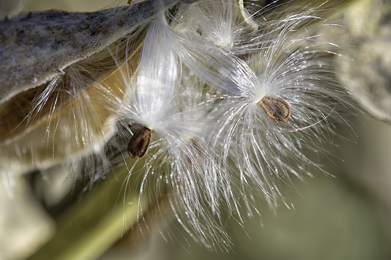 Milkweed2