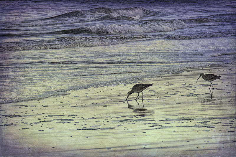 Shore_birds