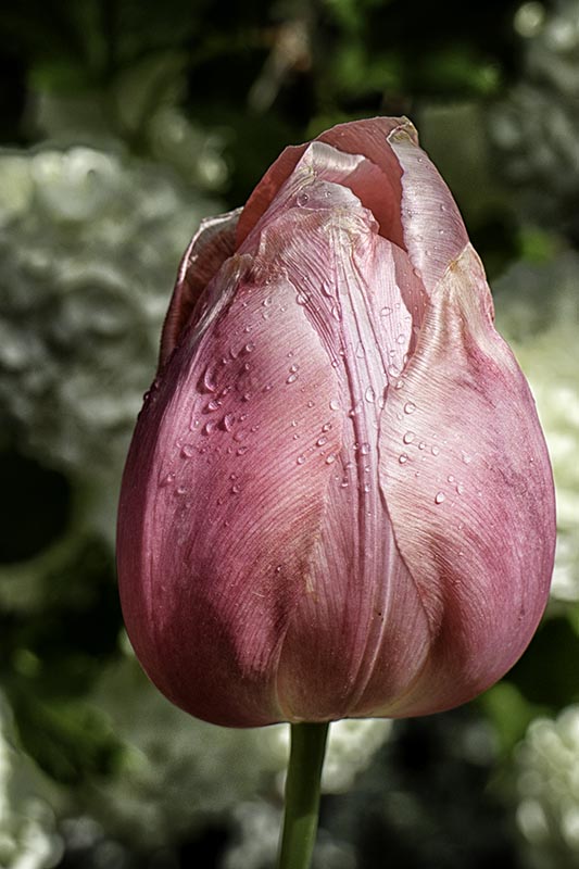 Tulip