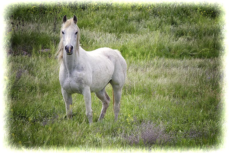 White_Horse2