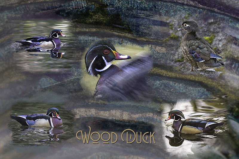 Wood_Duck_Composite