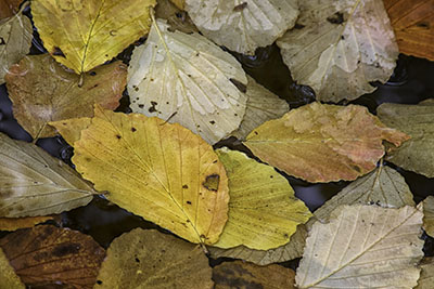 Autumn_Leaves