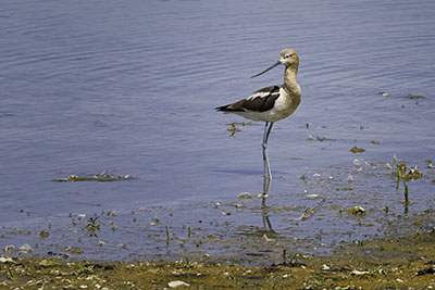 Avocet.jpg