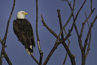 Bald_Eagle2